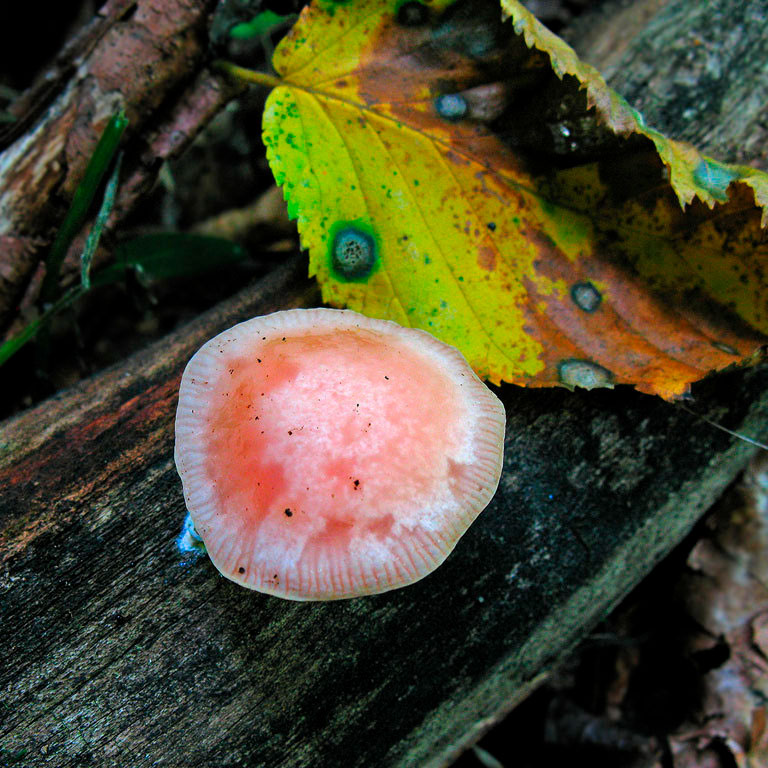 Родотус дланевидный (Rhodotus palmatus)