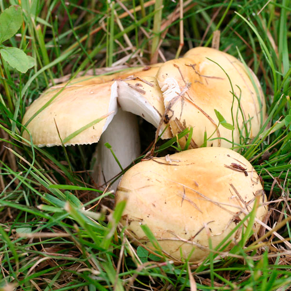 Сыроежка желчная (Russula Fellea)