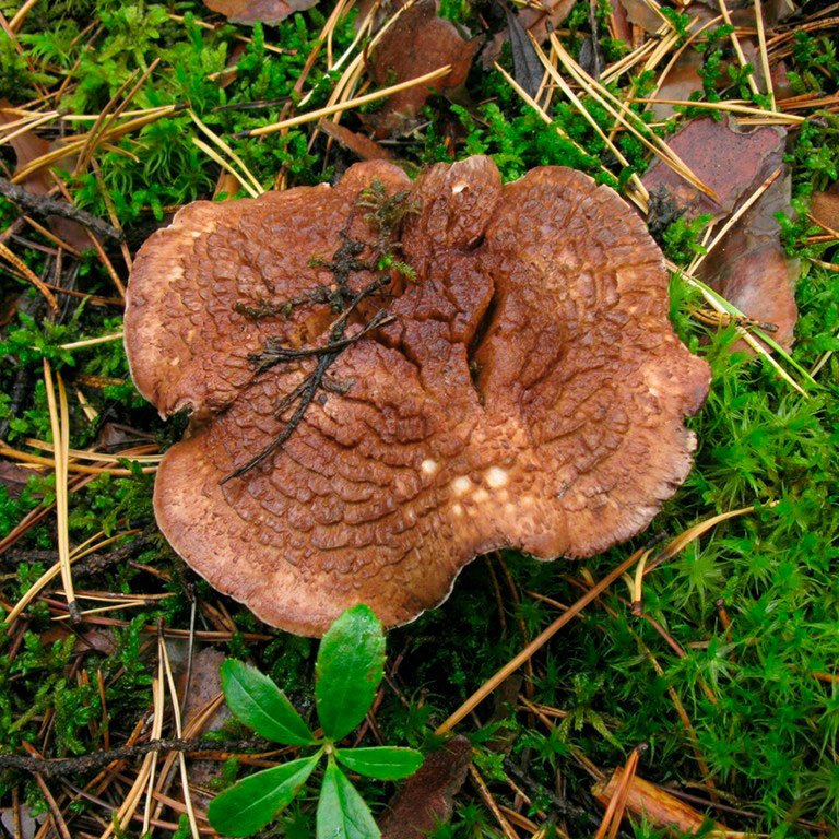 Ежовик финский (Sarcodon fennicus) 