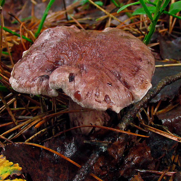 Саркодон сизоножковый (Sarcodon glaucopus)