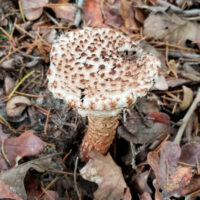 Strobilomyces dryophilus