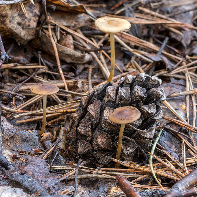 Стробилюрус шпагатоногий (Strobilurus stephanocystis)