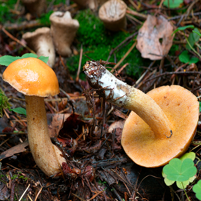 Масленок кедровый (Suillus plorans)