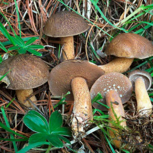 Кедровый масленок (Suillus plorans)