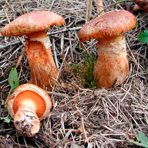 Маслёнок рыже-красный (Suillus tridentinus)