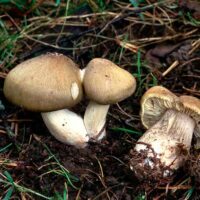 Tricholoma saponaceum var. Atrovirens