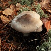 Рядовка сухая (Tricholoma sudum)