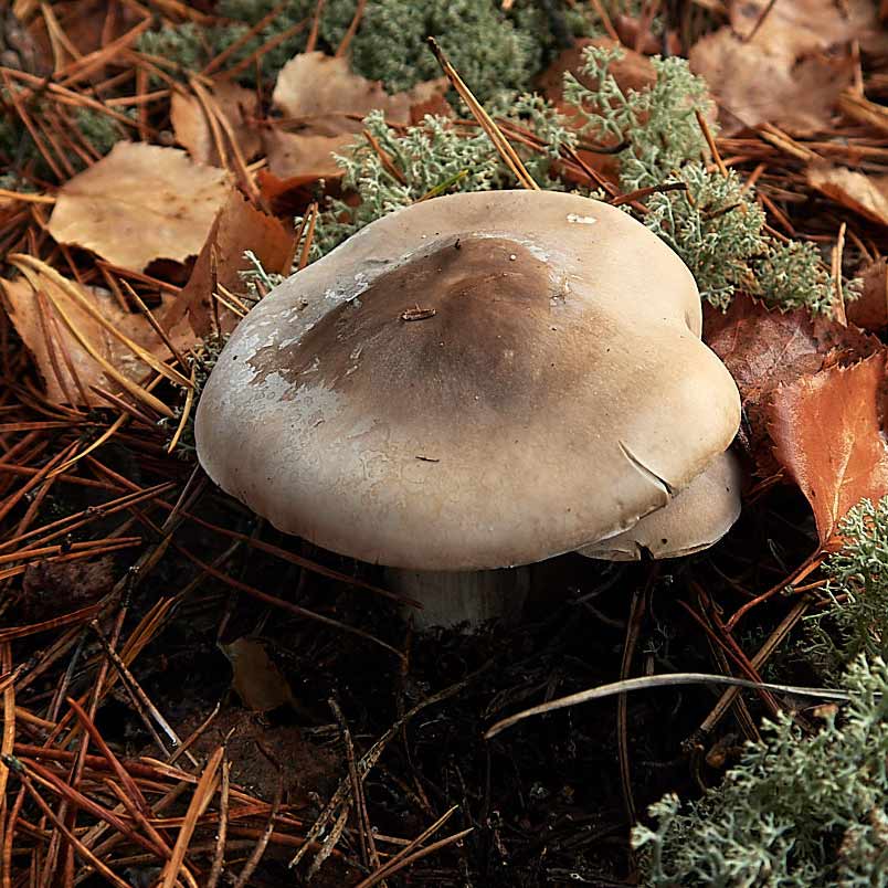 Рядовка сухая (Tricholoma sudum)