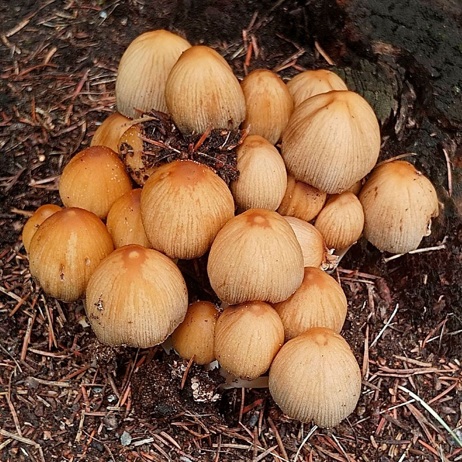 Навозник сахарный (Coprinellus saccharinus)
