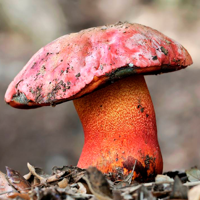 Боровик розовокожий (Boletus rhodoxanthus)