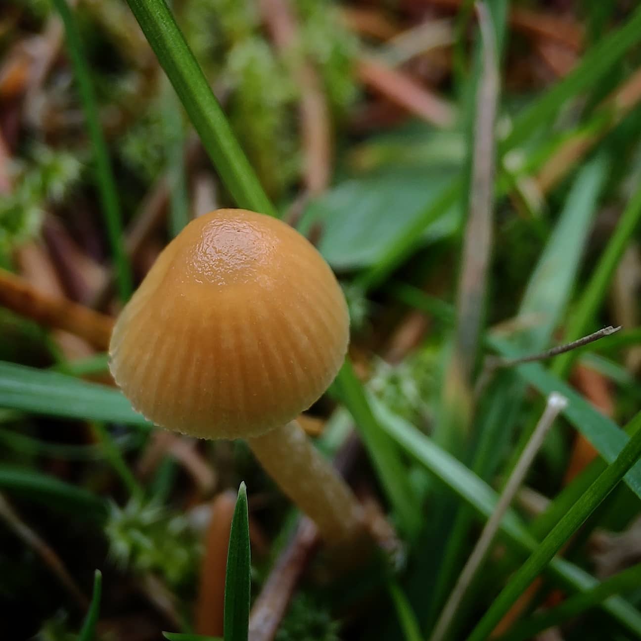 Галерина моховая (Galerina hypnorum)