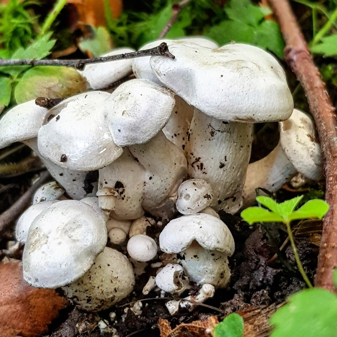 Рядовка сросшаяся (Lyophyllum connatum)