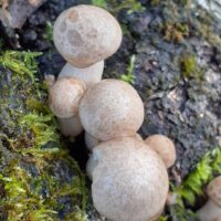 Леофиллум ильмовый (Hypsizygus ulmarius)