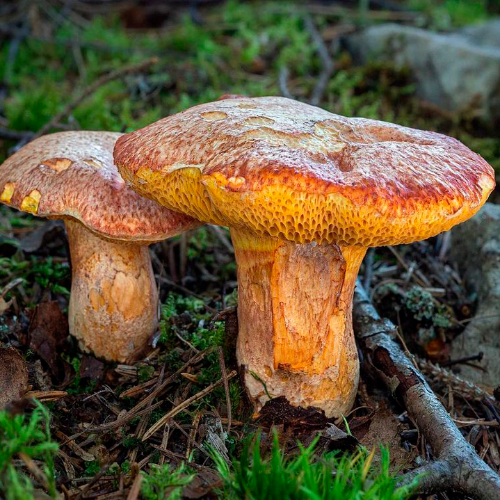 Масленок рыже-красный (Suillus tridentinus)