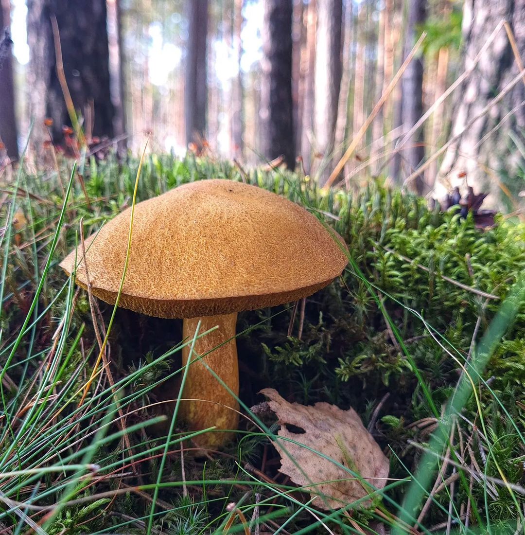 Масленок болотный (Suillus flavidus)