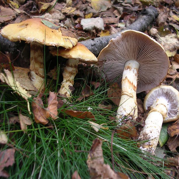 Паутинник пасынковидный (Cortinarius Privignoides)