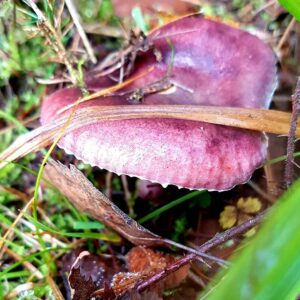 Сыроежка келе (Russula queletii)