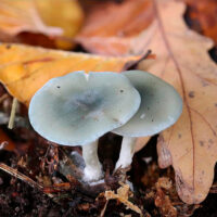 Говорушка анисовая (Clitocybe odora)