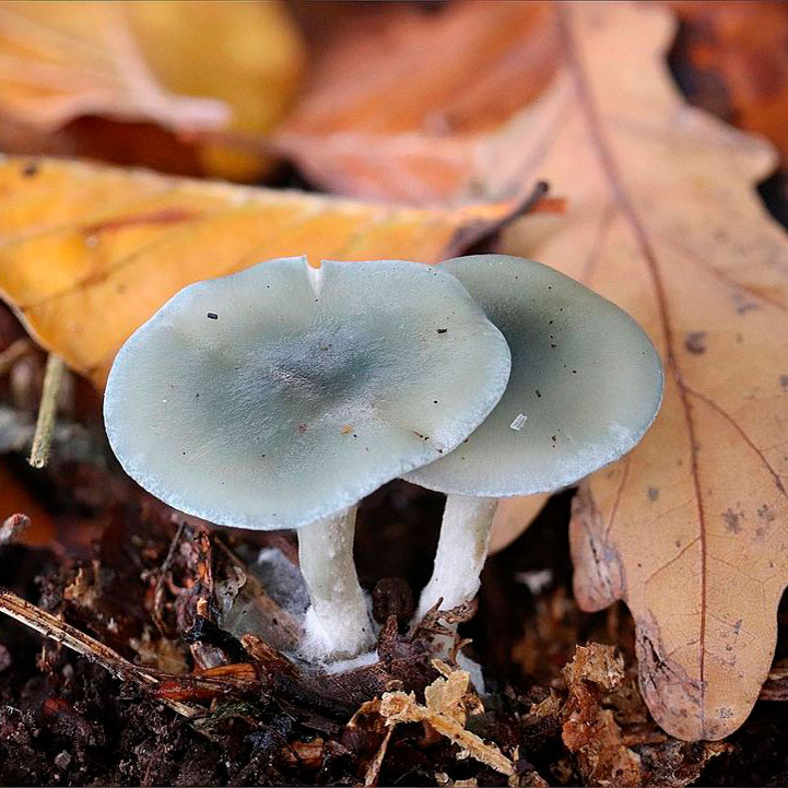 Говорушка анисовая (Clitocybe odora)