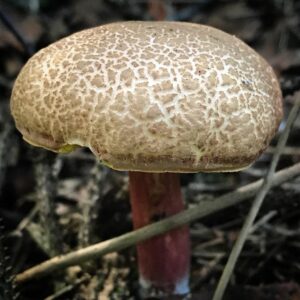 Моховик трещиноватый (Xerocomellus chrysenteron)