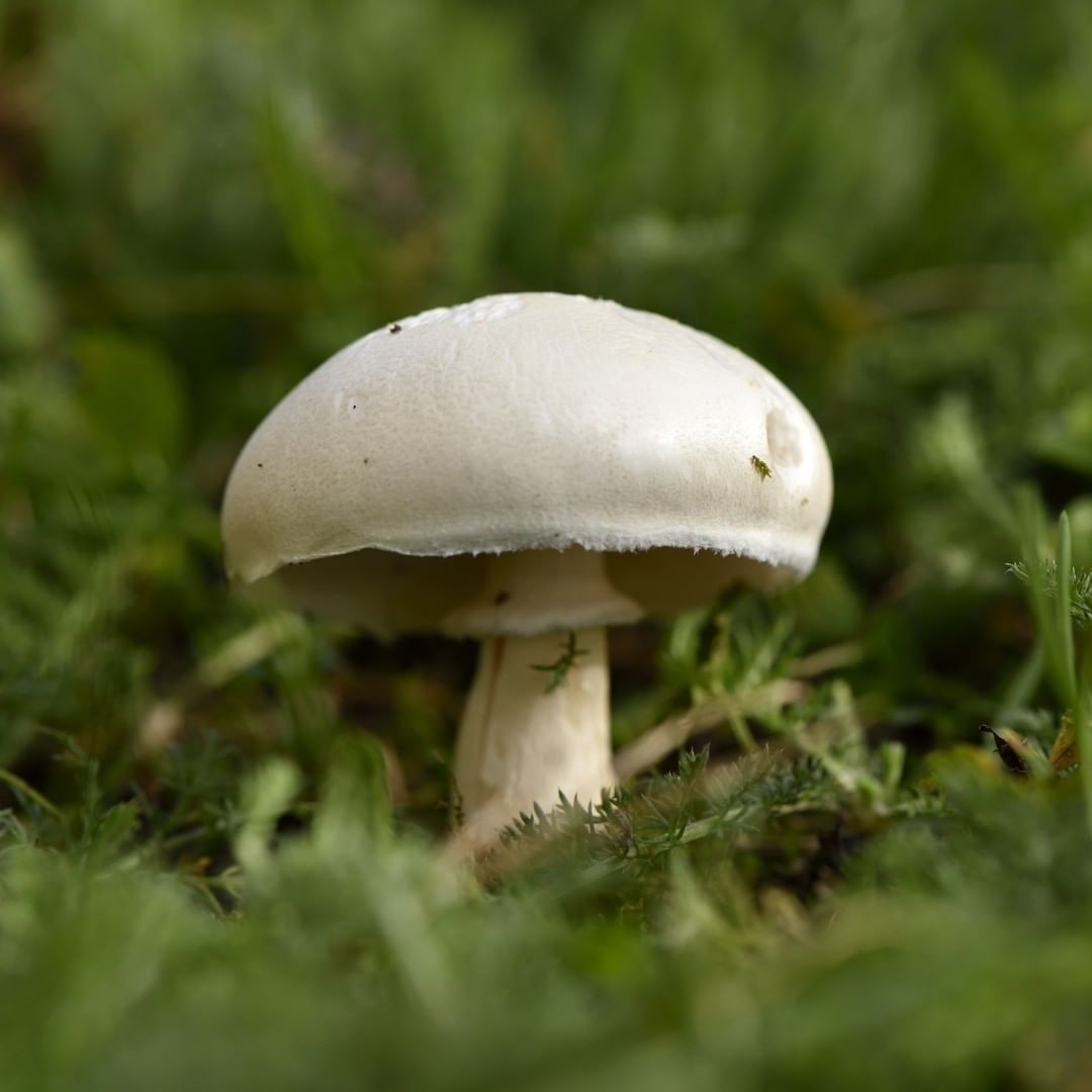 Шампиньон луговой (Agaricus campestris)