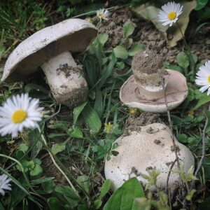 Шампиньон двукольцевой (Agaricus bitorquis)