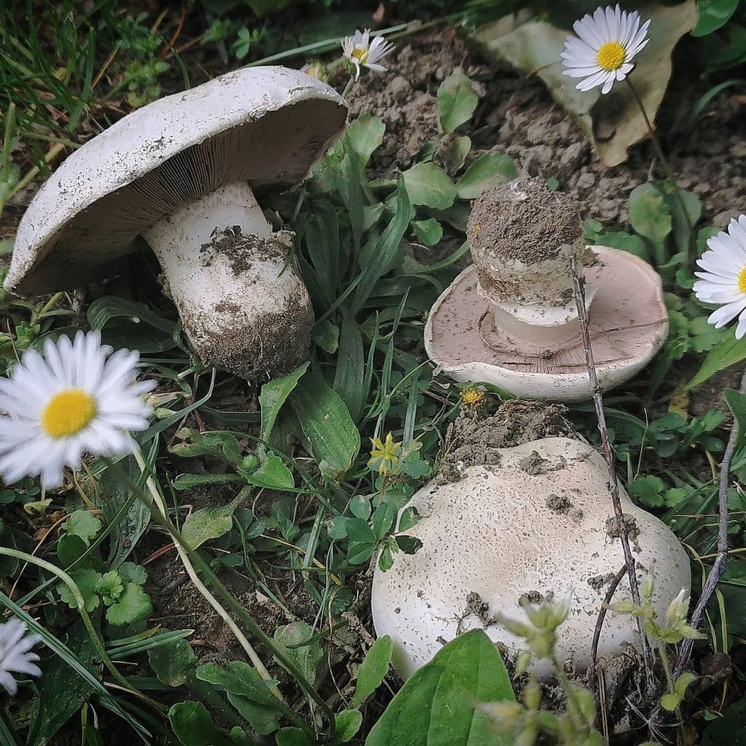 Шампиньон двукольцевой (Agaricus bitorquis)
