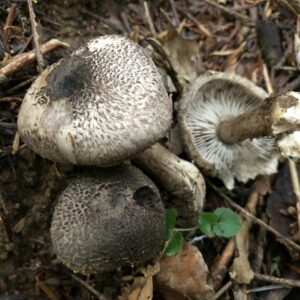 Трихолома тигровая (Tricholoma pardinum)