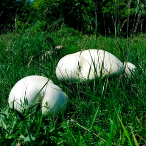 Шампиньон крупноспоровый (Agaricus macrosporus)