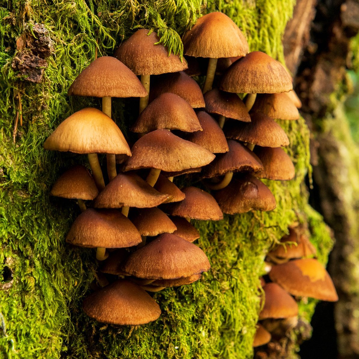 Псатирелла шаровидная (Psathyrella piluliformis)