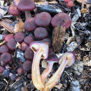 Грибы рода Гимнопил (Gymnopilus)