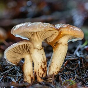 Маслёнок ложный (Boletinus paluster)