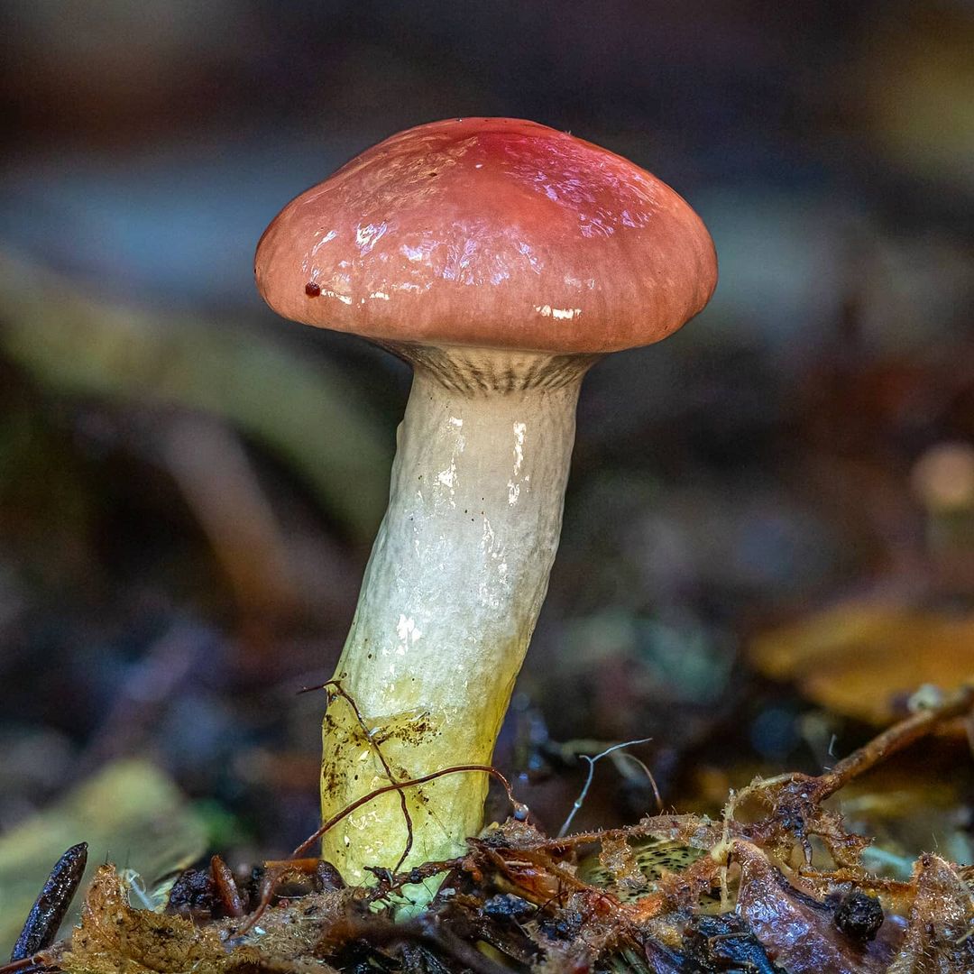 Мокруха розовая (Gomphidius roseus)