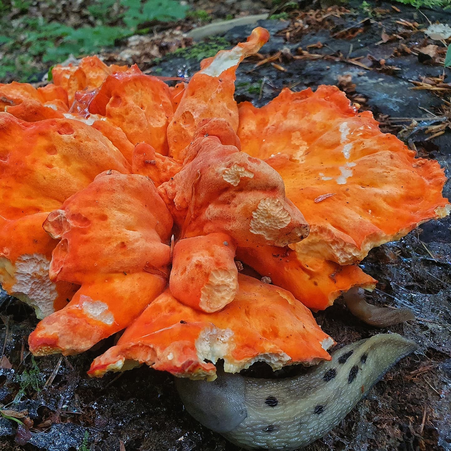 Летипорус горный (Laetiporus montanus)