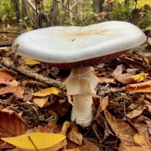 Шампиньон перелесковый (Agaricus silvicola)