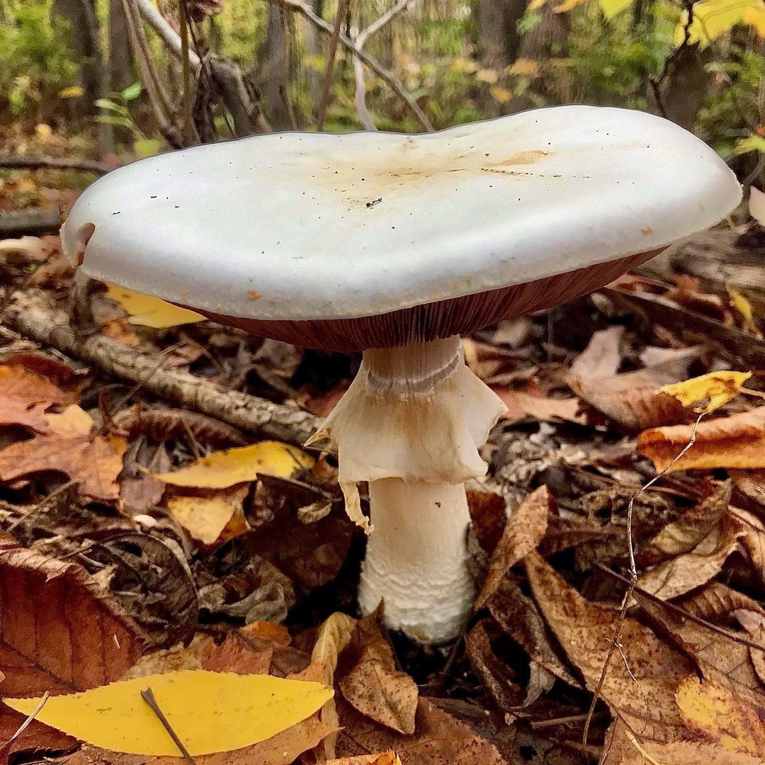 Шампиньон перелесковый (Agaricus silvicola)