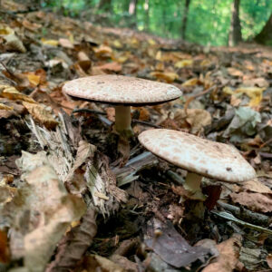 Шампиньон лесной (Agaricus sylvaticus)