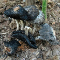 Навозник навознокучевый (Coprinus sterquilinus)