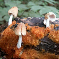 Навозник домашний (Coprinellus domesticus)
