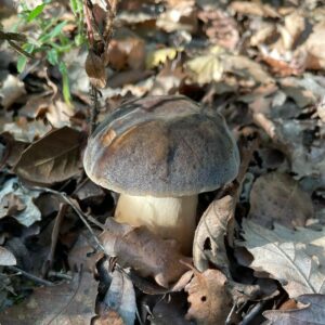 Белый гриб бронзовый (Boletus aereus)