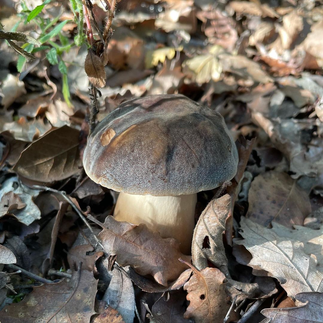 Белый гриб бронзовый (Boletus aereus)