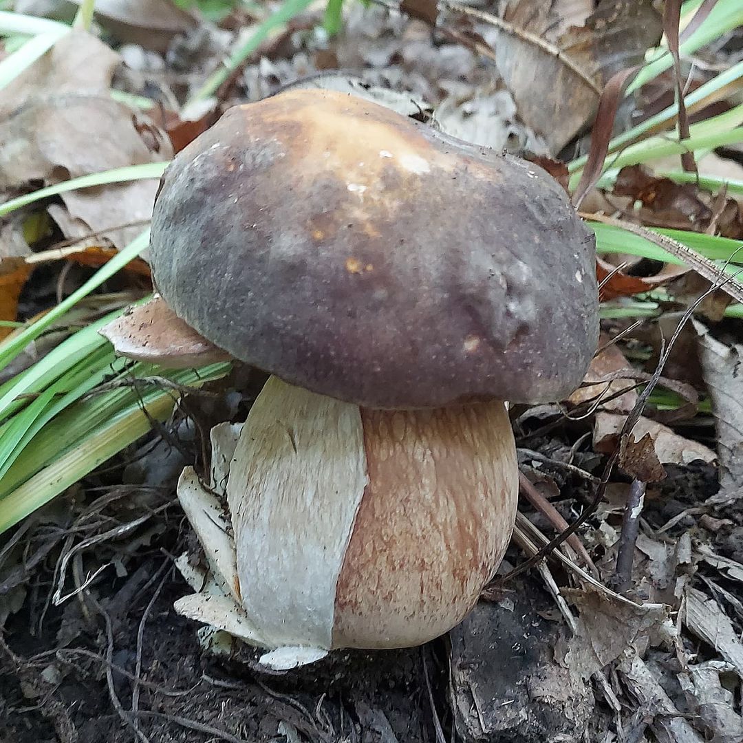 Боровик бронзовый (Boletus aereus)