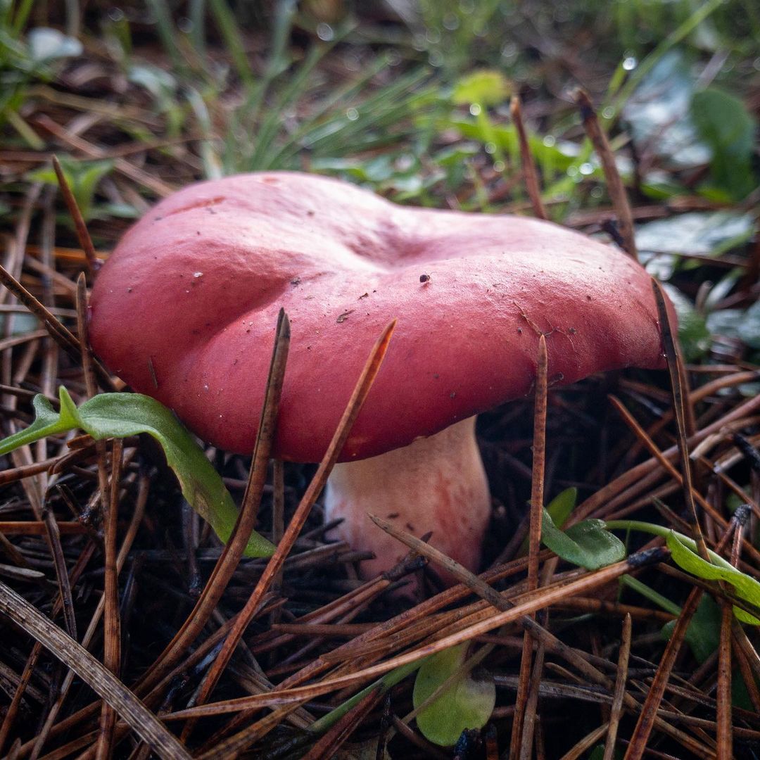 Сыроежка кроваво-красная (Russula sanguinea)