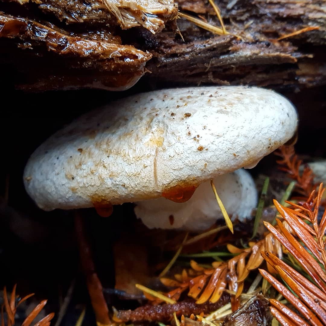 Вешенка дубовая (Pleurotus dryinus)