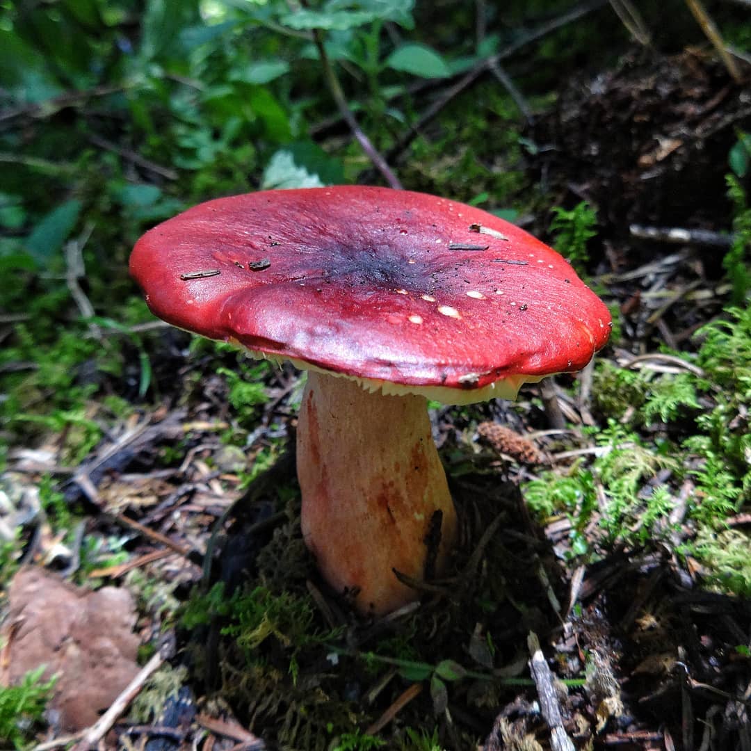 Сыроежка буреющая (Russula xerampelina)