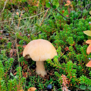 Тундровый (Leccinum rotundifoliae)