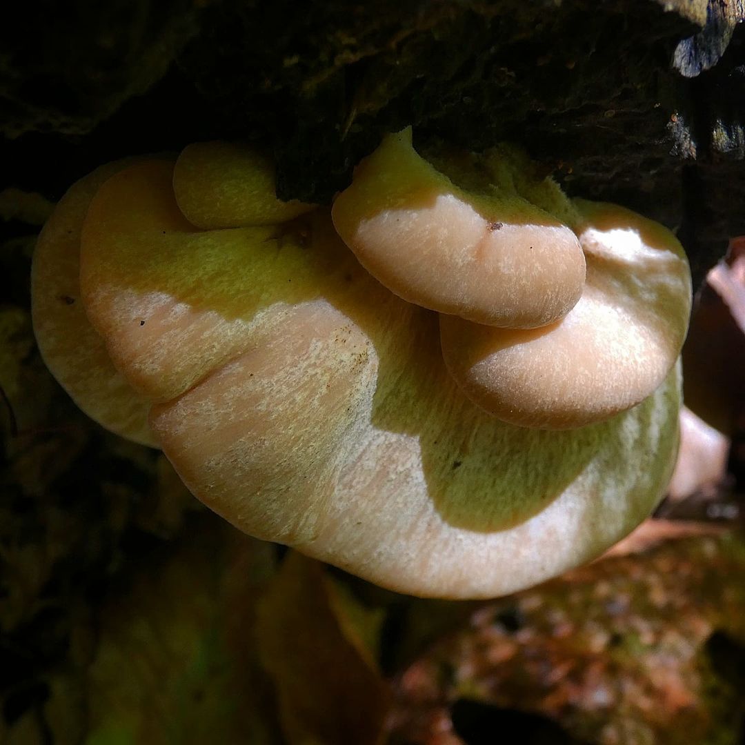 Пилолистник волчий (Lentinellus vulpinus)