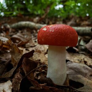 Сыроежка кроваво-красная (Russula sanguinea)