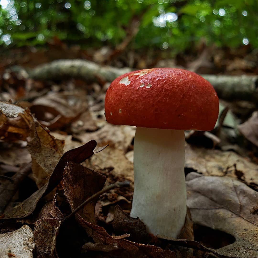 Сыроежка кроваво-красная (Russula sanguinea)