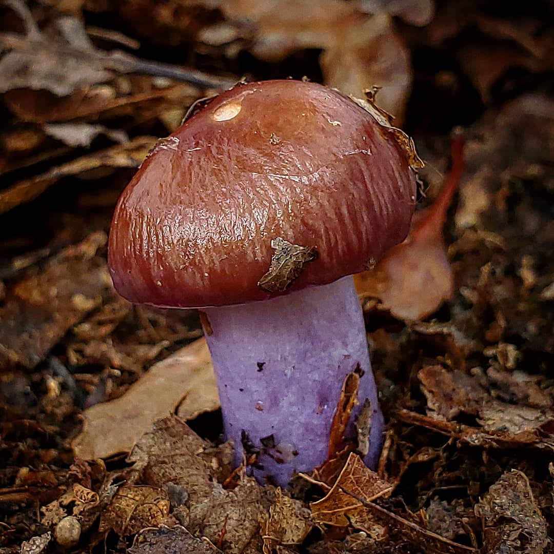 Паутинник пачкающий (Cortinarius collinitus)